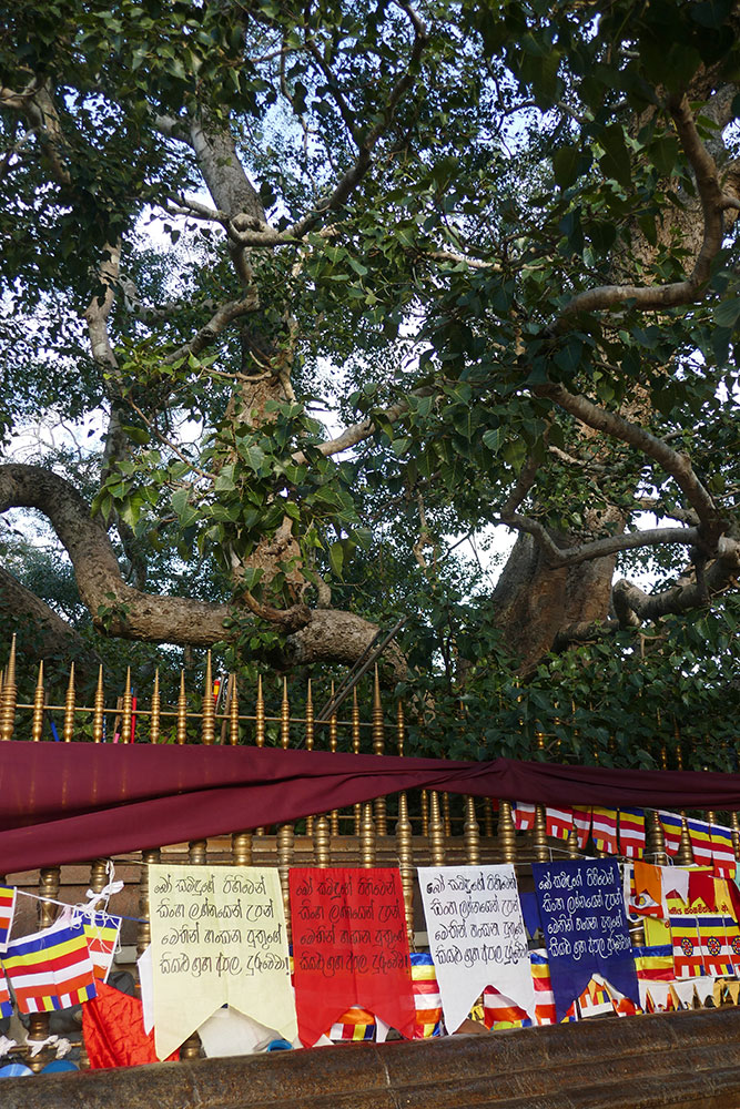 Jaya Sri Maha Bodhi Tree, Anuradhapura, Kataragama