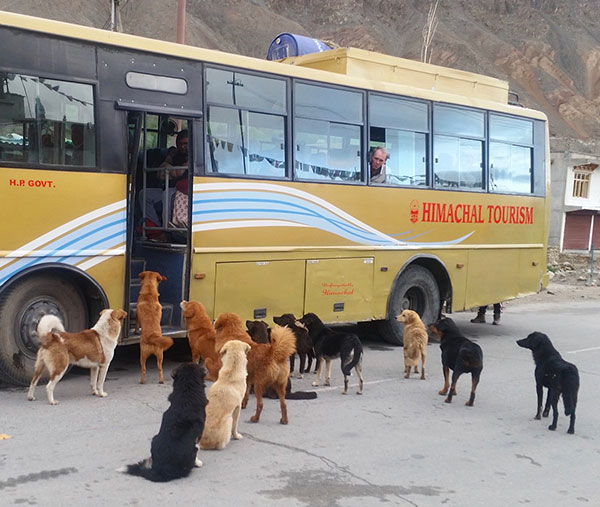 Hungry dogs at bus stop in Ladakh, India, 2019