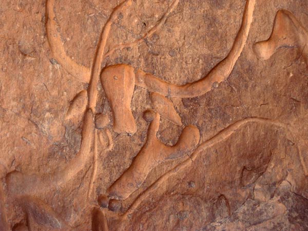 National Park of Tassili n'Ajjer, Algerian Sahara, near Djanet, rock engravings (7000 years old)