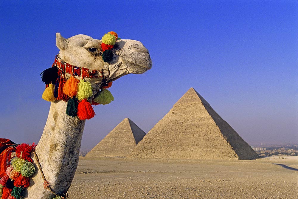 Giza pyramids with camel