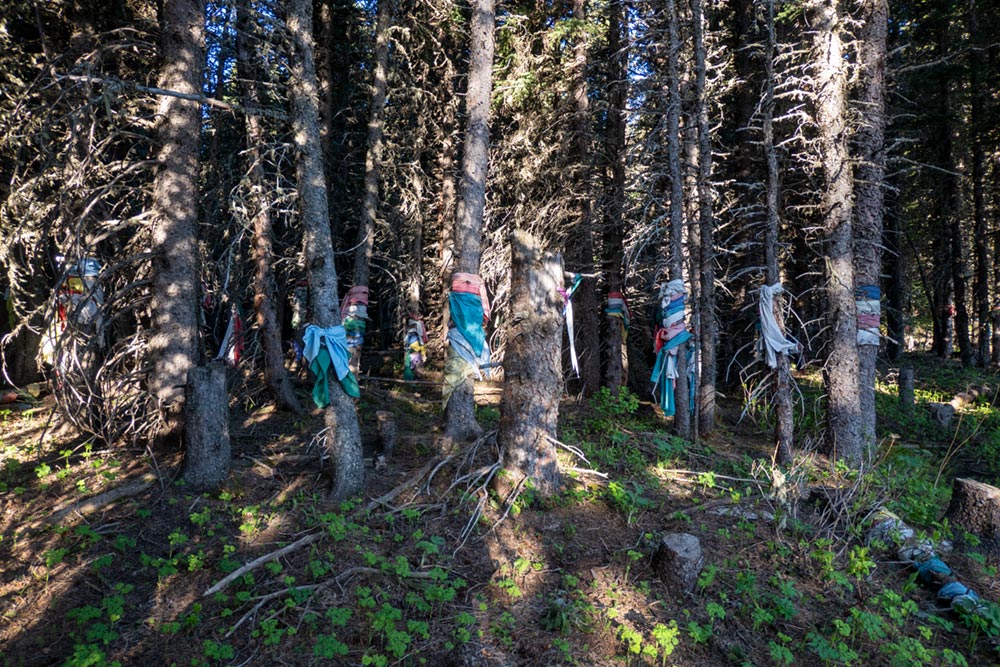 Cloth prayer markings on trees, Chief Mountain