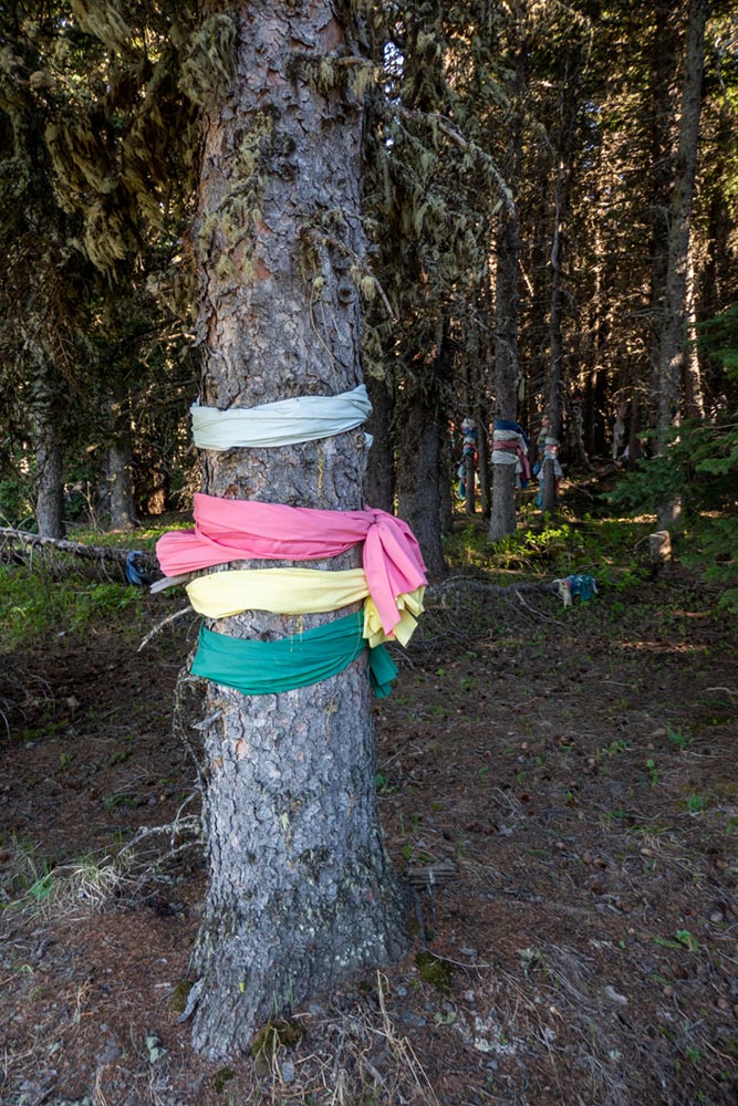 Cloth prayer markings on trees, Chief Mountain