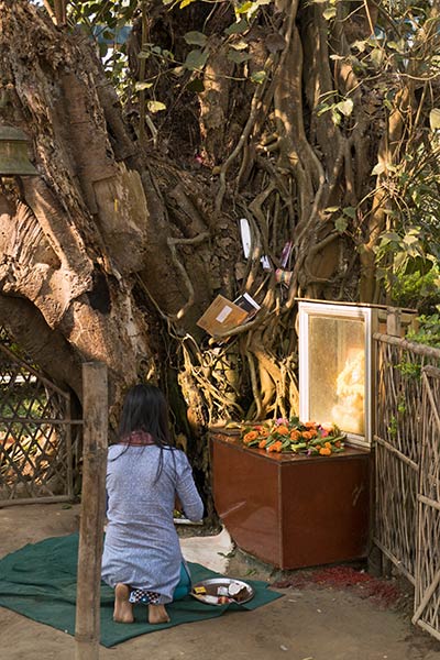 Pellegrino che prega al sacro albero di Banyan, Tilinga Mandir Temple
