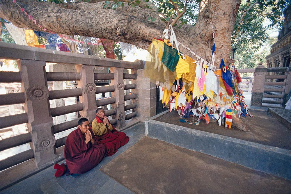 Buddhistische Mönche am Bodhi-Baum (Der Ort der Erleuchtung Buddhas)