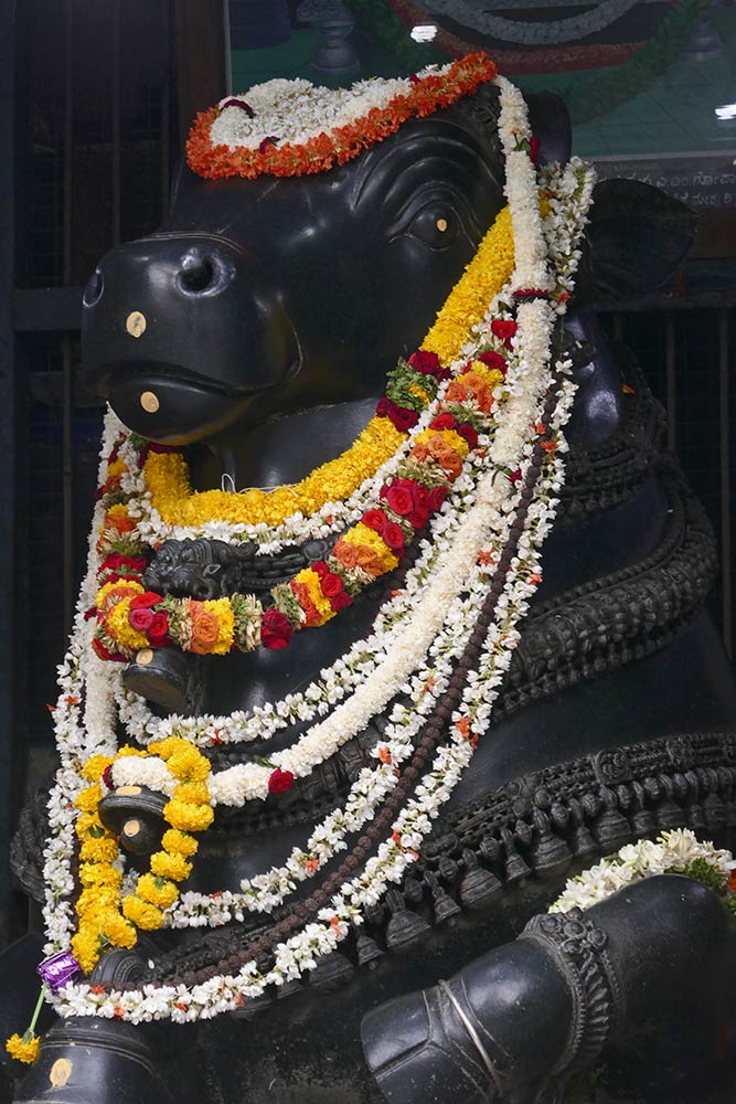 Stenen beeld van Nandi Bull met bloemen, Srikanteshwara-tempel, Nanjanagudu