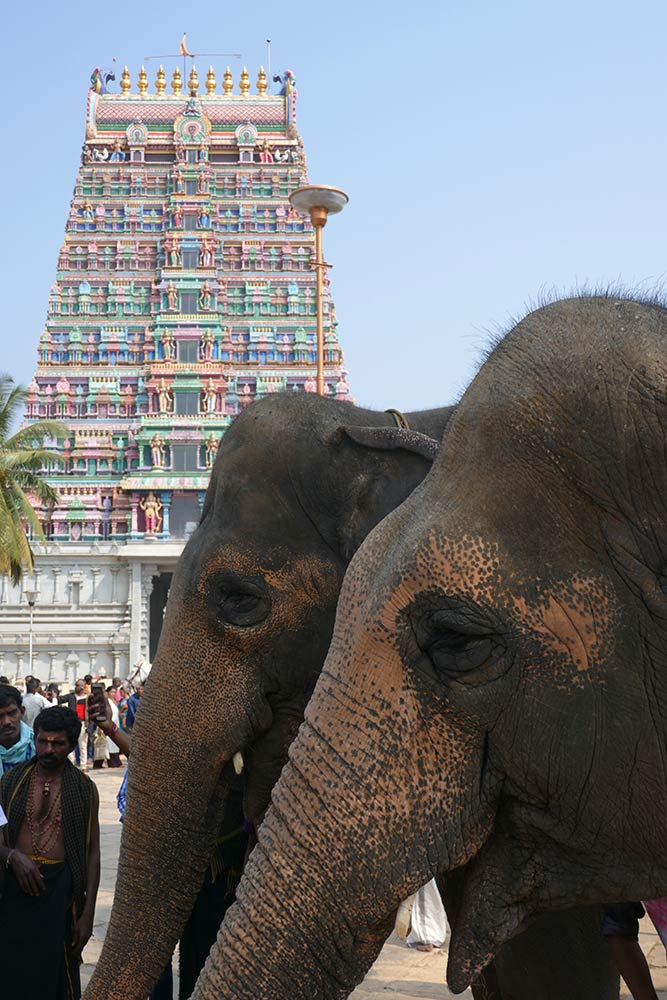 Tenpluko elefanteak Sri Vidyashankara tenpluan, Sringeri