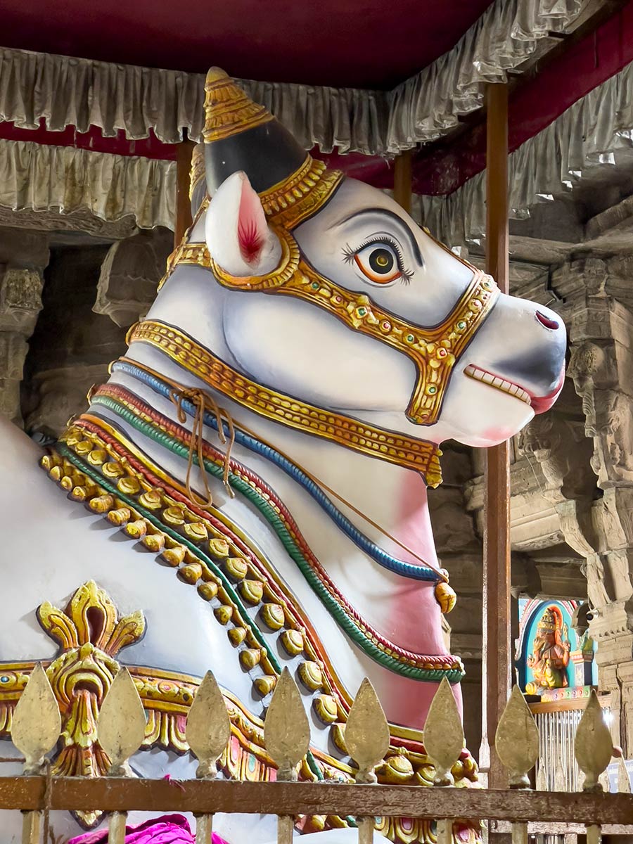 Tempio di Arulmigu Nellaiappar, Tirunelveli. Grande statua di Nandi, toro sacro di Shiva.