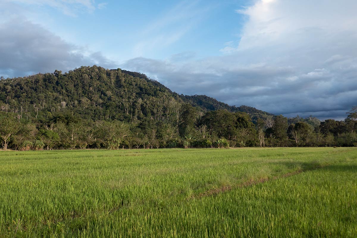 Forêt avec des mégalithes, près du village de Tamadue, Napu Valley