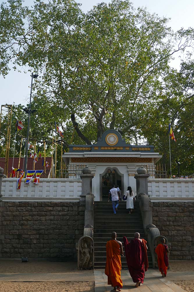 Árbol Sri Maha Bodhiya, Anuradhapura