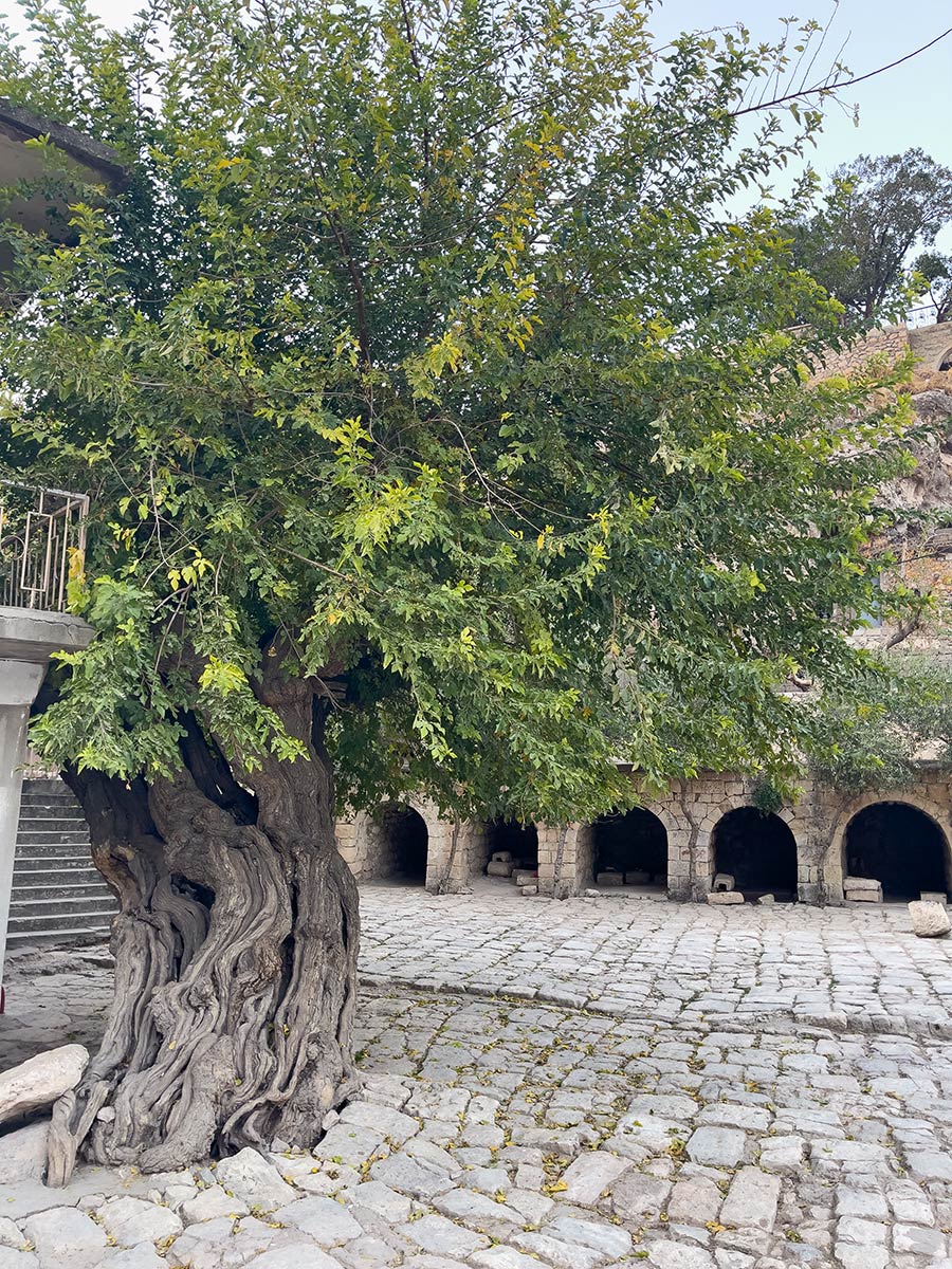 Heiliger Baum am Schrein von Scheich Adi ibn Musafir (jesidischer Tempel), Lalish